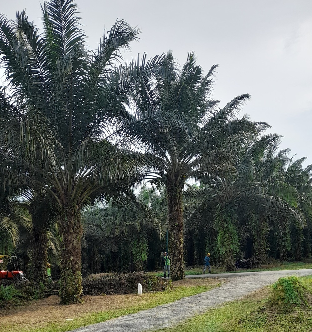 Clariant Image Blog Malaysia Palm Oil 20250508
